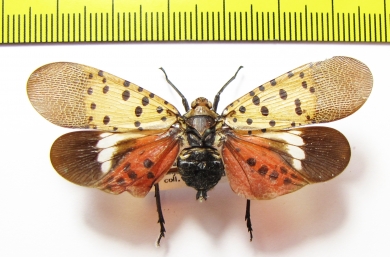 Lycorma dalicatula  Vietnam - INSECTS-STORE.RU