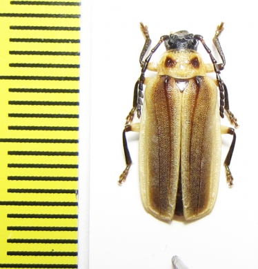 Rhachicolus christatus, female  Venezuela - INSECTS-STORE.RU