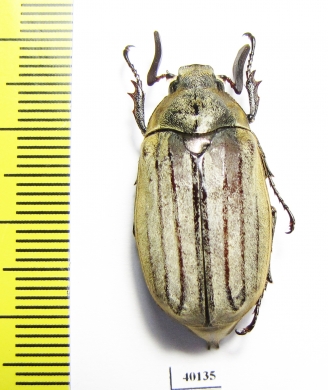 Melolontha furcicauda?  Pakistan - INSECTS-STORE.RU