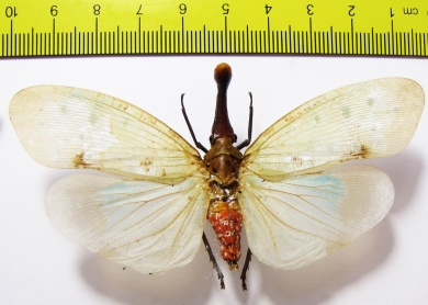 Pyrops clavata  Thailand 85mm - INSECTS-STORE.RU