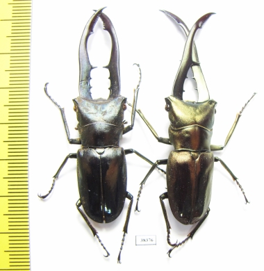 Cyclommatus metallifer finae  Indonesia, Peleng isl. - INSECTS-STORE.RU