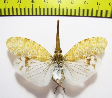 Pyrops oculata  Indonesia, Sumatra - INSECTS-STORE.RU