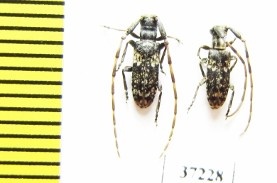 Cerambycidae sp.  South Africa Rep. - INSECTS-STORE.RU