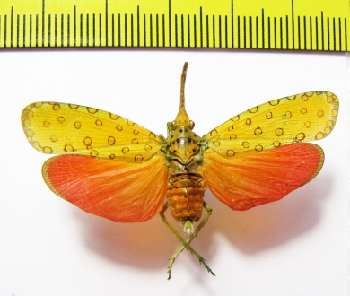 Saiva cardinalis  Thailand - INSECTS-STORE.RU