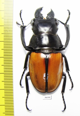 Odontolabis gazella  Indonesia, Kalimantan - INSECTS-STORE.RU