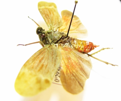 Homoptera sp.  Ecuador - INSECTS-STORE.RU