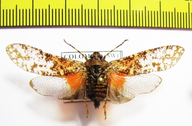 Homoptera sp.  Colombia - INSECTS-STORE.RU