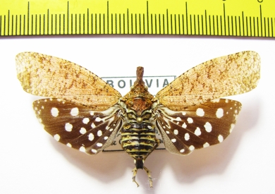 Homoptera sp.  Bolivia - INSECTS-STORE.RU