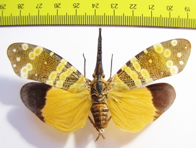 Pyrops spinolae  Thailand - INSECTS-STORE.RU