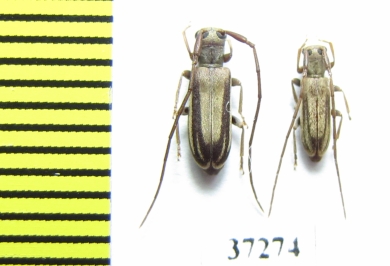 Cerambycidae sp.  South Africa Rep. - INSECTS-STORE.RU