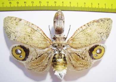 Fulgora lanternaria  Peru 140mm (3000p) - INSECTS-STORE.RU