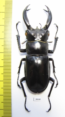 Hexarthrius buqueti  Indonesia, Java 62mm - INSECTS-STORE.RU