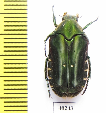 Eumacronota ludekingi  Indonesia, Sumatra - INSECTS-STORE.RU