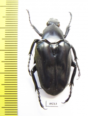 Plectrone borneensis  Indonesia, Sumatra - INSECTS-STORE.RU