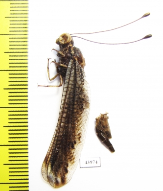 Ascalaphidae sp.  Sierra Leone - INSECTS-STORE.RU