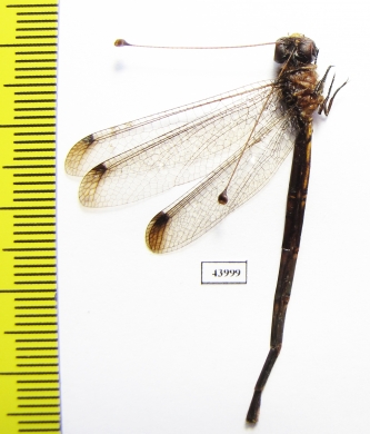 Ascalaphidae sp.  Sierra Leone - INSECTS-STORE.RU