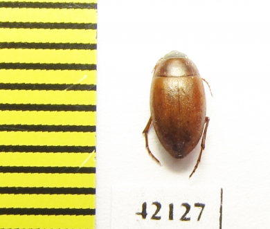 Tenebrionidae sp.  Namibia - INSECTS-STORE.RU