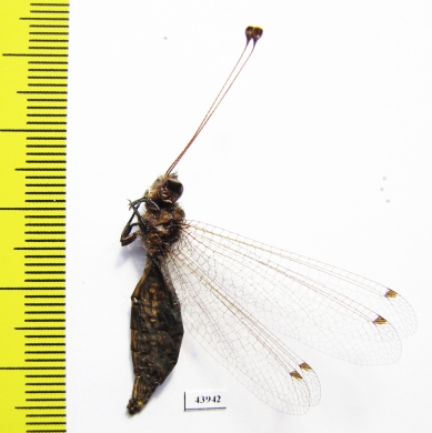 Ascalaphidae sp.  Sierra Leone - INSECTS-STORE.RU