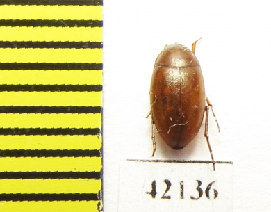 Tenebrionidae sp.  Namibia - INSECTS-STORE.RU