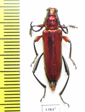 Synaptola nitidipennis  Tanzania - INSECTS-STORE.RU