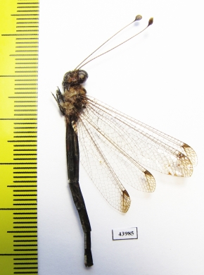 Ascalaphidae sp.  Sierra Leone - INSECTS-STORE.RU