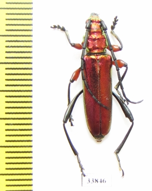 Synaptola nitidipennis  Tanzania - INSECTS-STORE.RU