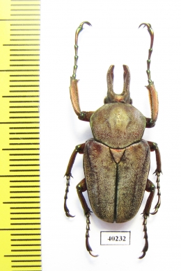 Mycteristes vollenhoveni  Indonesia, Java - INSECTS-STORE.RU