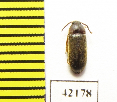 Tenebrionidae sp.  Namibia - INSECTS-STORE.RU