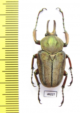 Mycteristes vollenhoveni  Indonesia, Java - INSECTS-STORE.RU