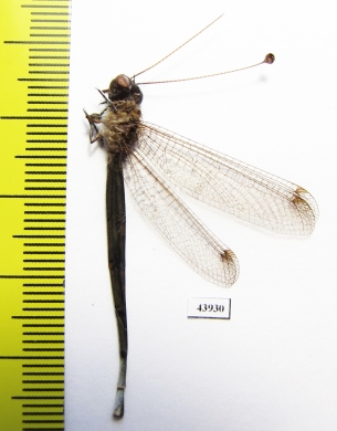 Ascalaphidae sp.  Sierra Leone - INSECTS-STORE.RU