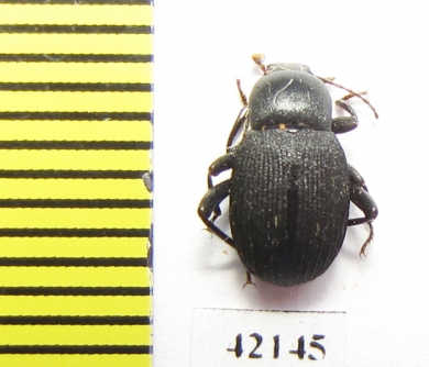 Tenebrionidae sp.  Namibia - INSECTS-STORE.RU