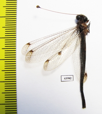 Ascalaphidae sp.  Sierra Leone - INSECTS-STORE.RU