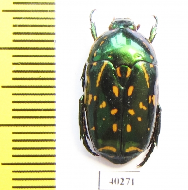 Poecilopharis truncatipennis  Indonesia, Kei Besar isl. - INSECTS-STORE.RU