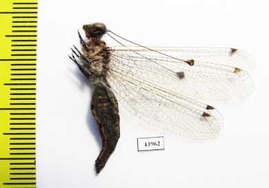 Ascalaphidae sp.  Sierra Leone - INSECTS-STORE.RU