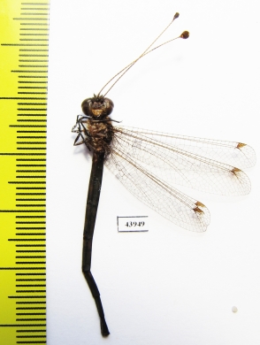 Ascalaphidae sp.  Sierra Leone - INSECTS-STORE.RU