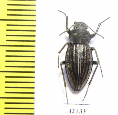 Tenebrionidae sp.  South Africa Rep. - INSECTS-STORE.RU