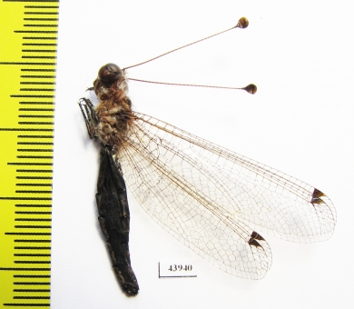 Ascalaphidae sp.  Sierra Leone - INSECTS-STORE.RU