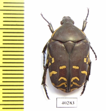 Protaetia celebica  Indonesia, Sulawesi - INSECTS-STORE.RU