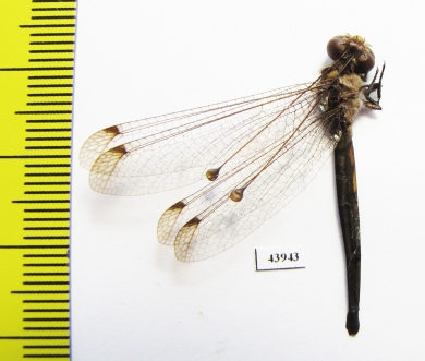 Ascalaphidae sp.  Sierra Leone - INSECTS-STORE.RU