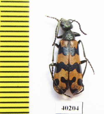 Mylabris coerulescens  Kazakhstan - INSECTS-STORE.RU