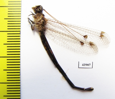 Ascalaphidae sp.  Sierra Leone - INSECTS-STORE.RU