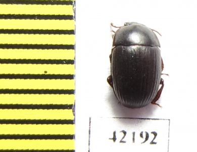 Tenebrionidae sp.  South Africa Rep. - INSECTS-STORE.RU