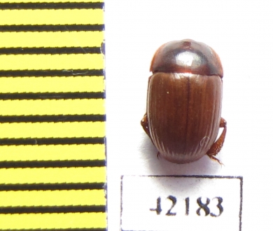 Tenebrionidae sp.  South Africa Rep. - INSECTS-STORE.RU