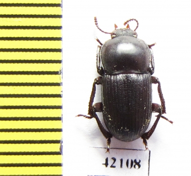 Tenebrionidae sp.  South Africa Rep. - INSECTS-STORE.RU