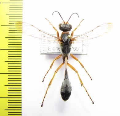 Hymenoptera sp.  Namibia - INSECTS-STORE.RU