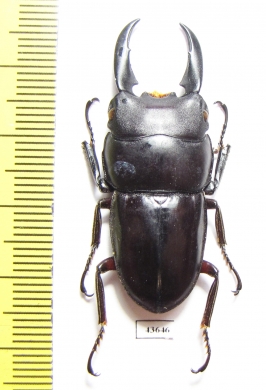 Dorcus tityus  Thailand  48mm - INSECTS-STORE.RU