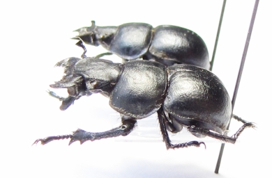 Lethrus crassus, pair  Uzbekistan - INSECTS-STORE.RU