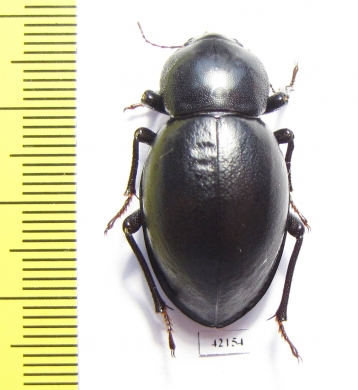 Tenebrionidae sp.  South Africa Rep. - INSECTS-STORE.RU