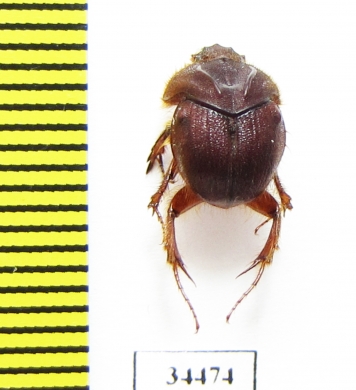 Neoathyreus maudae  Paraguay - INSECTS-STORE.RU