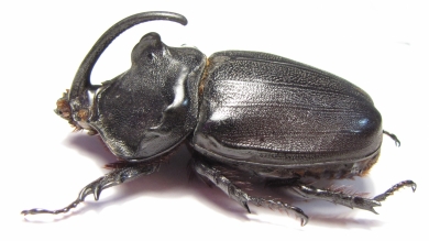 Oryctes gigas, male  Madagascar  73mm - INSECTS-STORE.RU